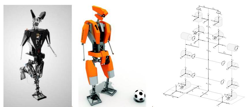 Adult-size humanoid robot TUlip: photo, CAD drawing and kinematic configuration in the lower body.