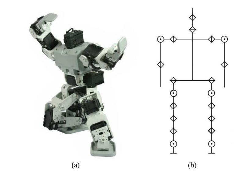 Fig. 3. (a) Bioloid robot; (b) Joints scheme.