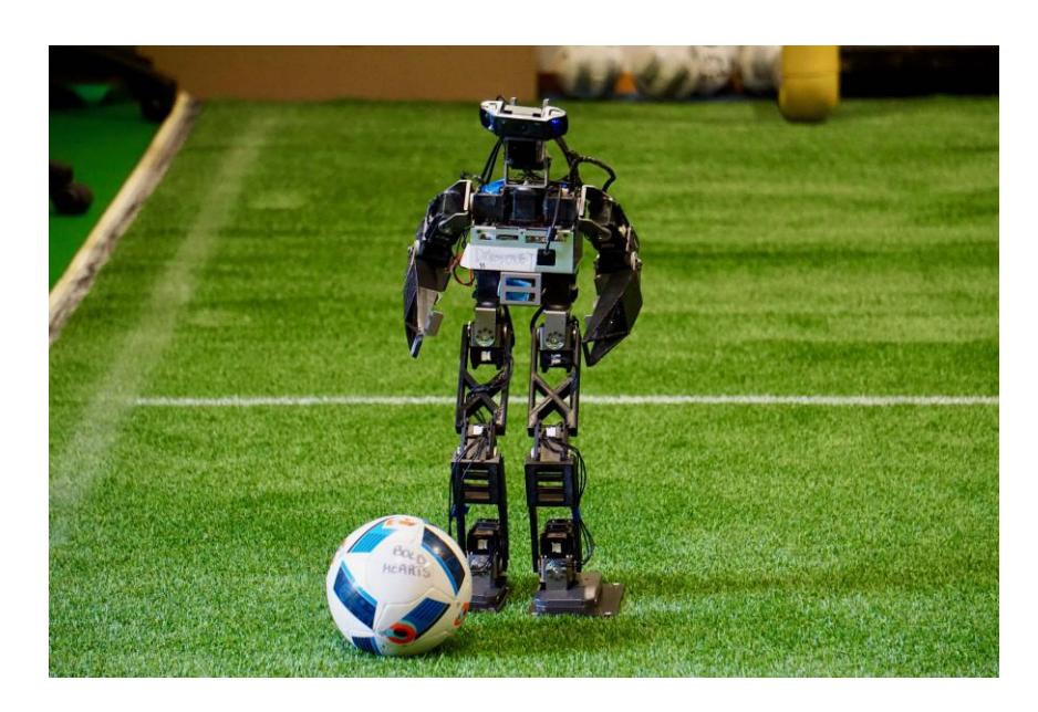 The BoldBot robot in its second version. It is incrementally developed with a Darwin-OP as its base. The torso has been scaled up to fit an Odroid-XU4, the new main processing unit. The shin, thigh, arm, head bracket and the foot plate have been redesigned, scaled up and 3D printed.