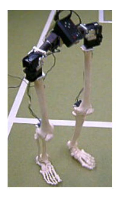 Fig. 1. Initial model of a leg