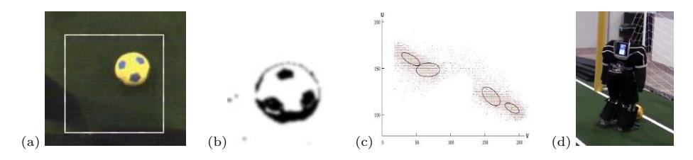 Ball learning: (a) region of interest with unknown ball; (b) segmented pixels; (c) UV color histogram; (d) Dynaped completing the Dribbling Challenge.