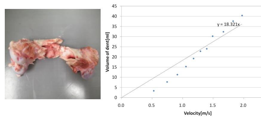 Fig.3 The pig-leg-born for experiment