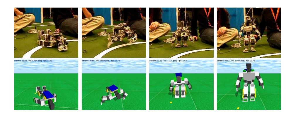Fig. 5: A first validation of the simulation: The stand up motion was developed on the real Bioloid. The (raw) transfer to simulation shows similar behavior.