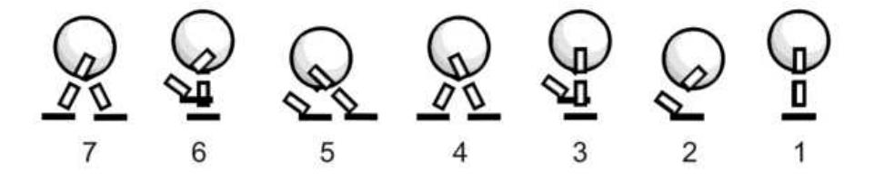 Figure 1 The Agent's complete gait cycle