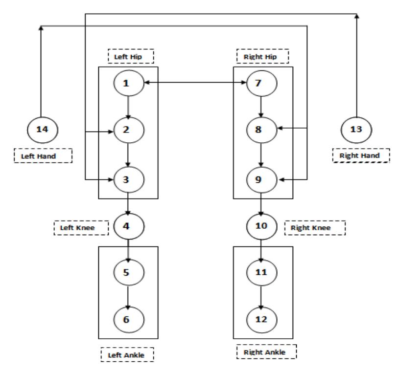 Fig4. The coupling scheme of the different generic CPGs