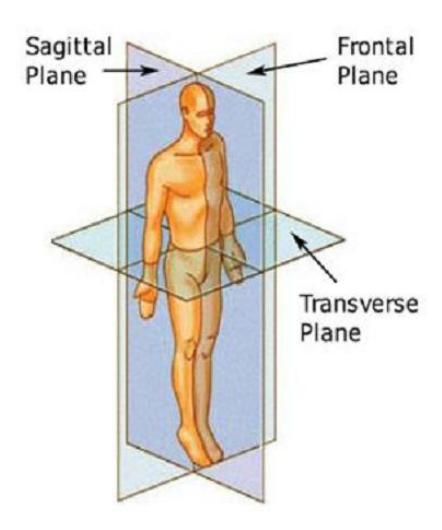 Figure 2. Sagittal, Frontal and Transverse Planes